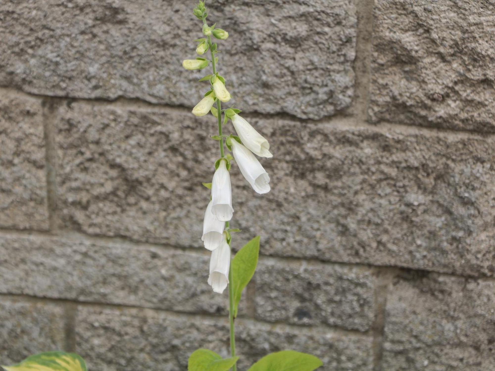 Foxgloves Castleton  Exteriér fotografie